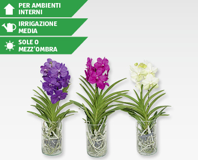 Orchidea Vanda