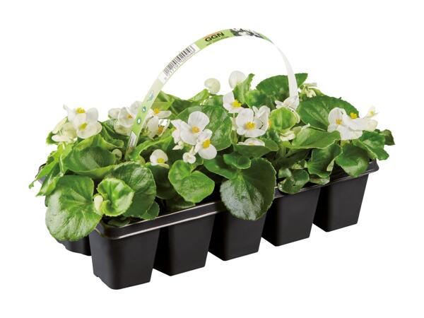 Bedding Plants