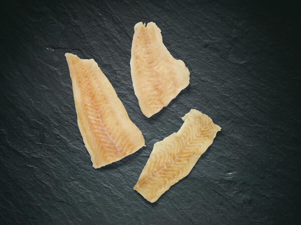 Pesce lupo MSC