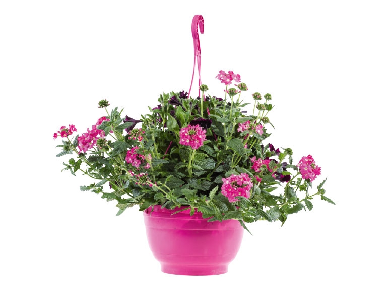 Hangplanten