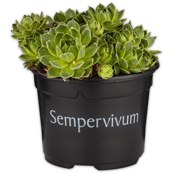 Sempervivum "Hauswurz"