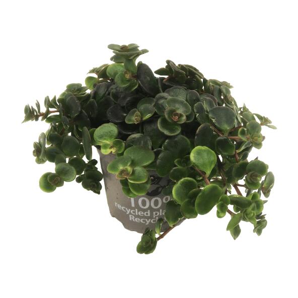 Grøn hængende plante