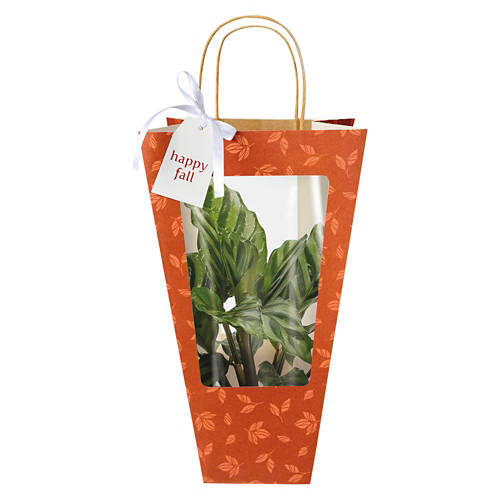 Decorated Foliage Bag - Assorted Varieties