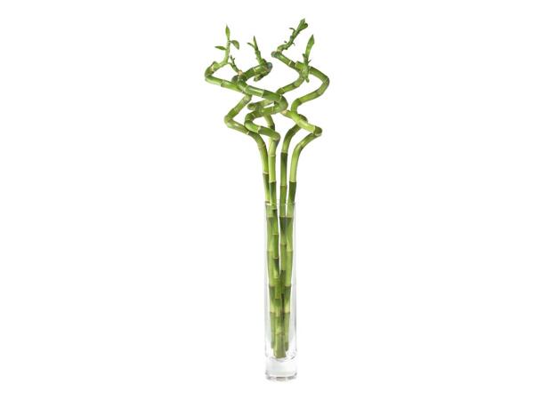 Lucky bamboo