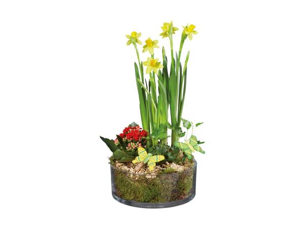 Sammenplantning i glasskål