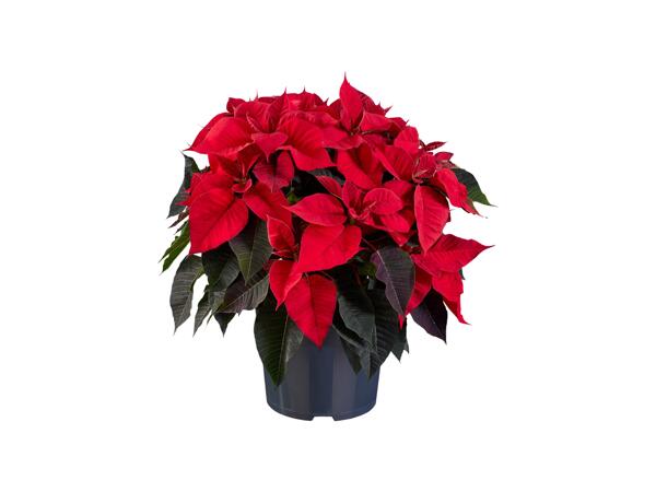 Poinsettia