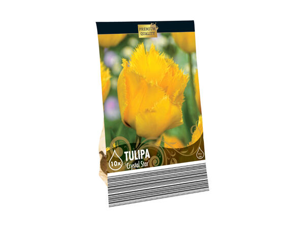 Blomsterløg Premium