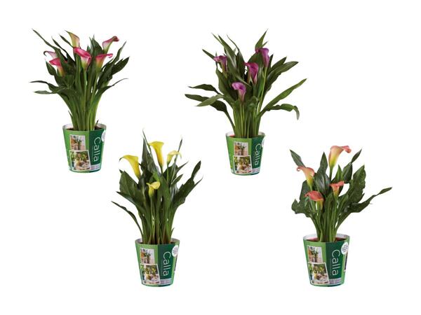 Calla avec cache-pot
