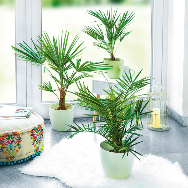 Palme XL