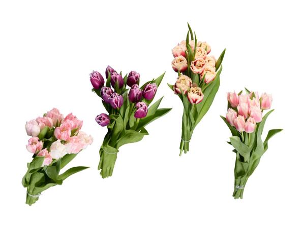 Tulipes frangées