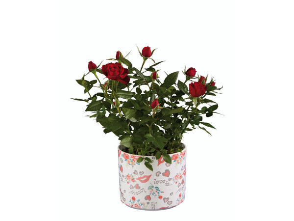 Assortiment de fleurs dans un pot en céramique