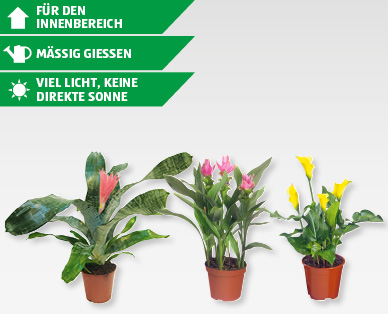 GARDENLINE(R) Exotische Blühpflanzen