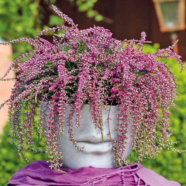Hängende Calluna Rasta Girls(R)