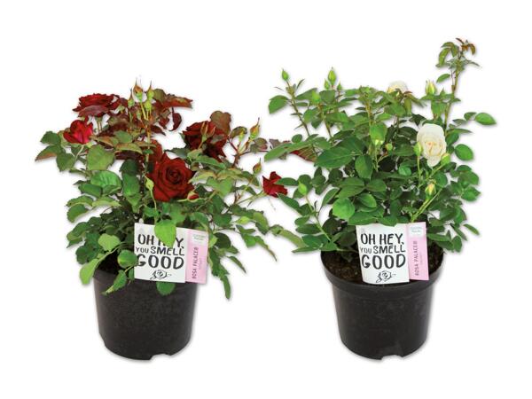 Gartenrose