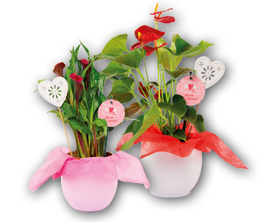 Plante à fleurs