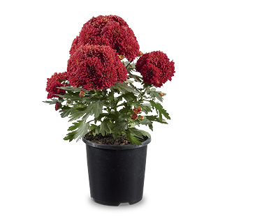 Chrysanthemum 130mm