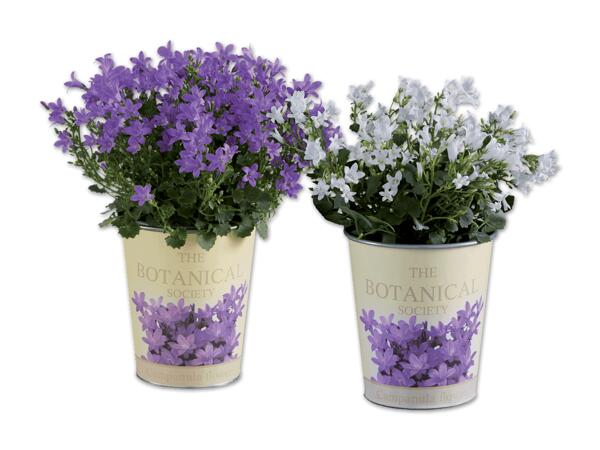 Campanula „Nostalgie" im Zinktopf