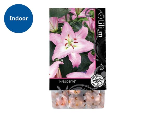 Premium Flowering Bulbs