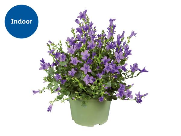 Campanula