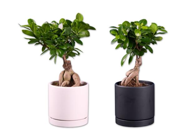 Ficus Ginseng in Keramik