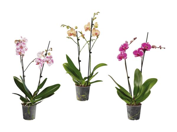 Phalaenopsis 2 tiges