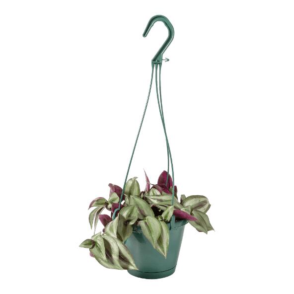 Plante suspendue