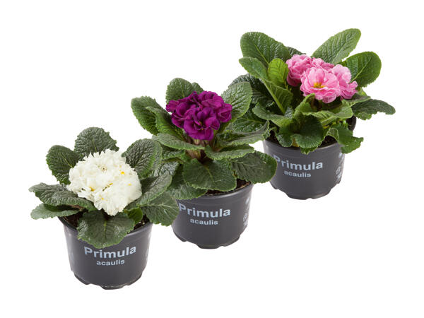 Mélange de primevères acaules "fleurs doubles"