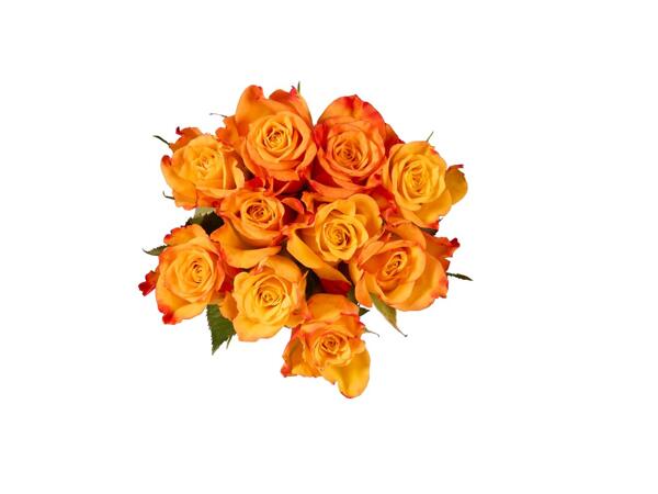 Roses