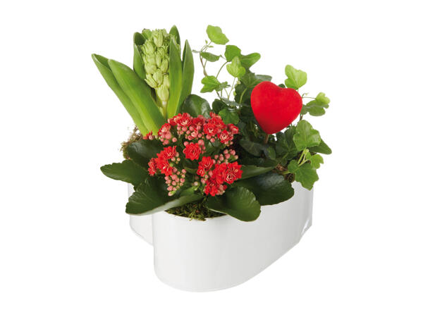 Plants in a Heart-Shaped Pot
