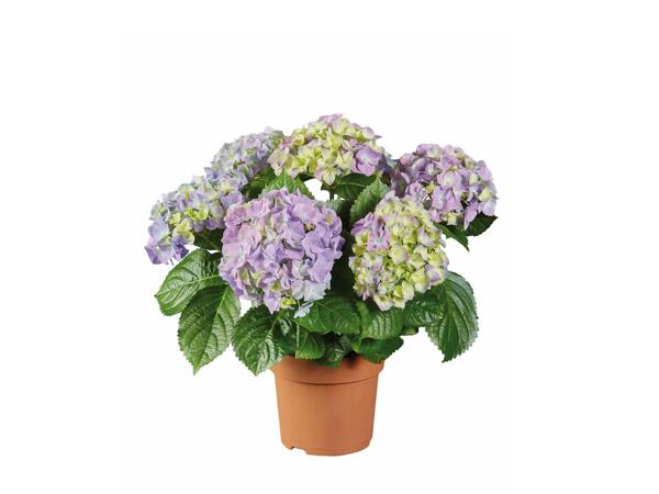 Hydrangea