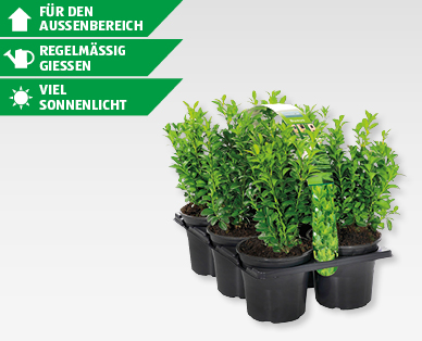 GARDENLINE(R) Buxus