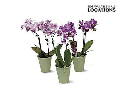2" Espresso Orchid Assorted colors