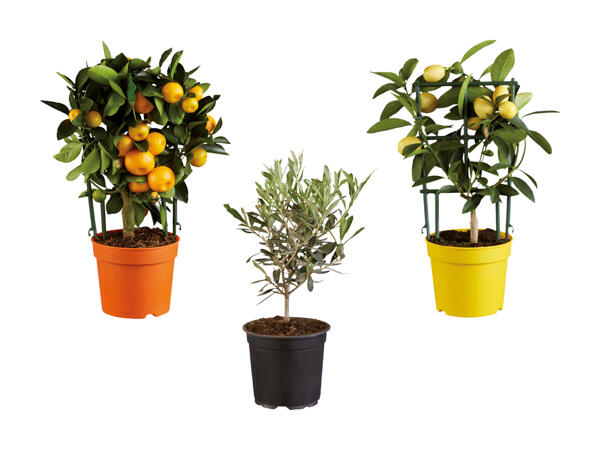 Plante méditerranéenne