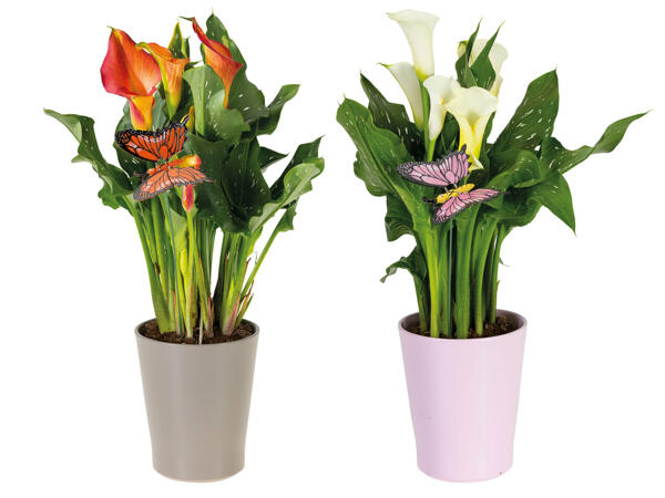 Calla im Keramikübertopf