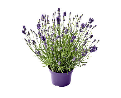 LAVENDEL