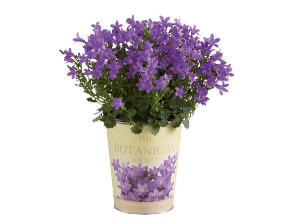 Campanula