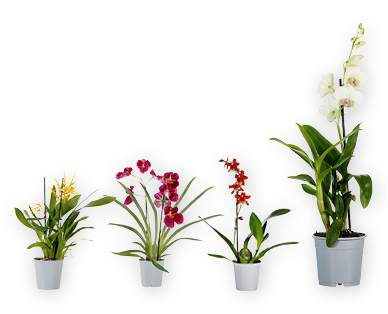 Orchidée GARDENLINE(R)