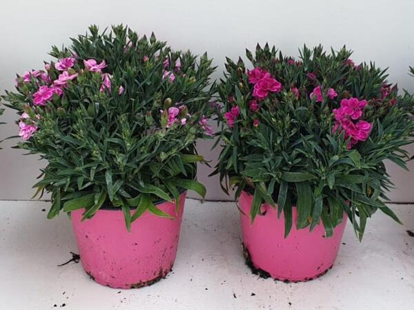 Dianthus Peman