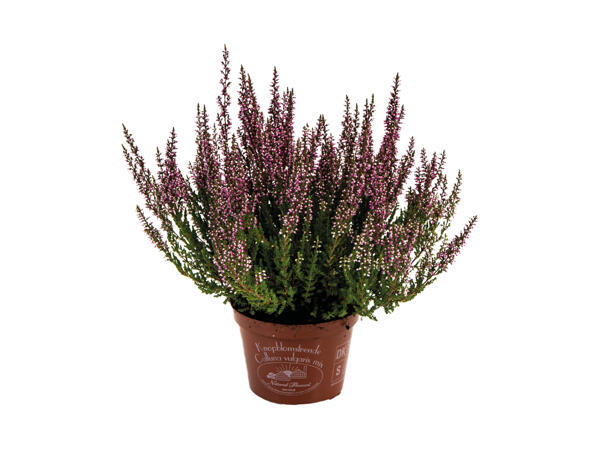 Calluna lyng