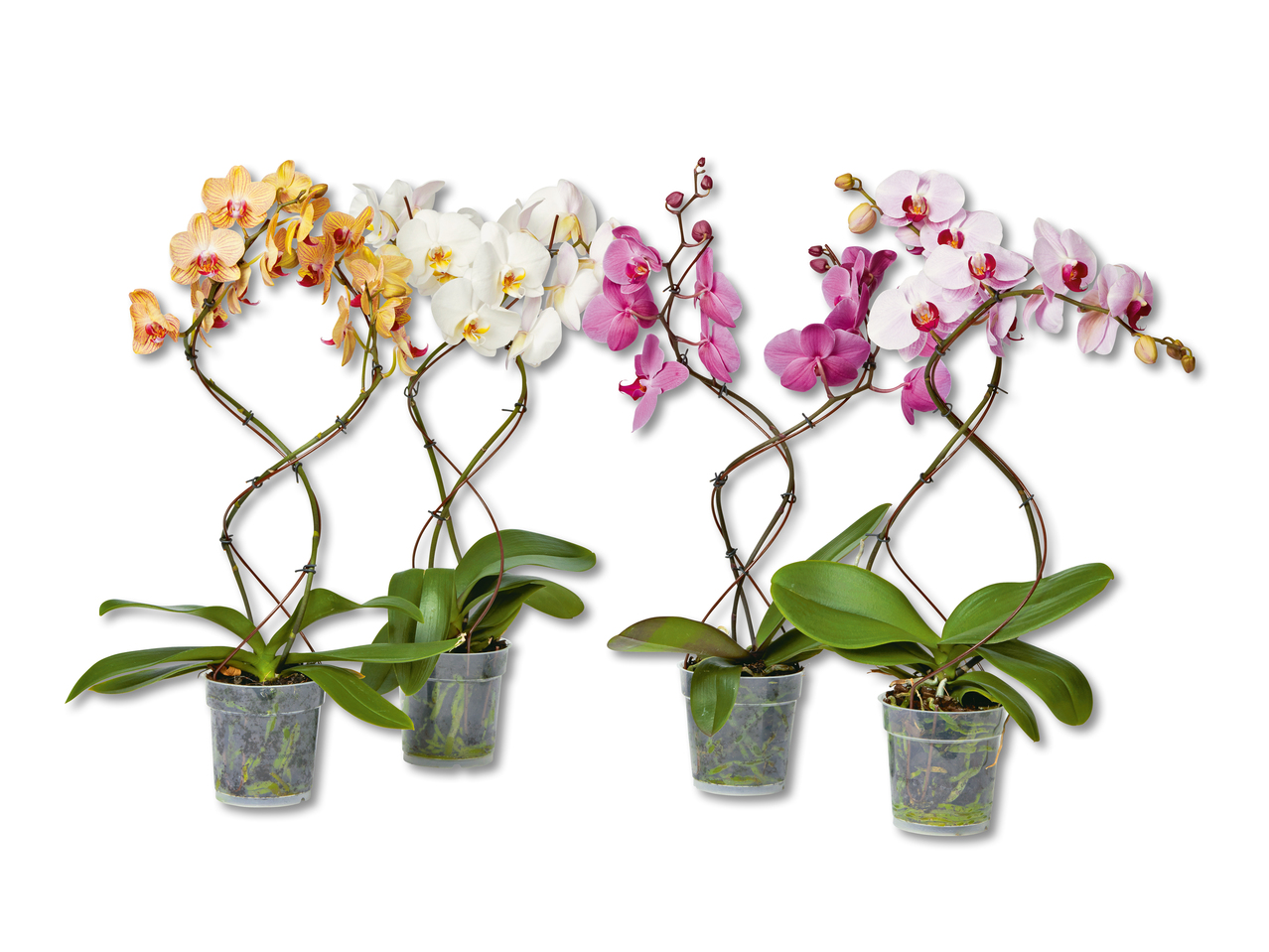 Phalaenopsis Tornado
