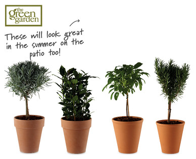 Potted Herbs
