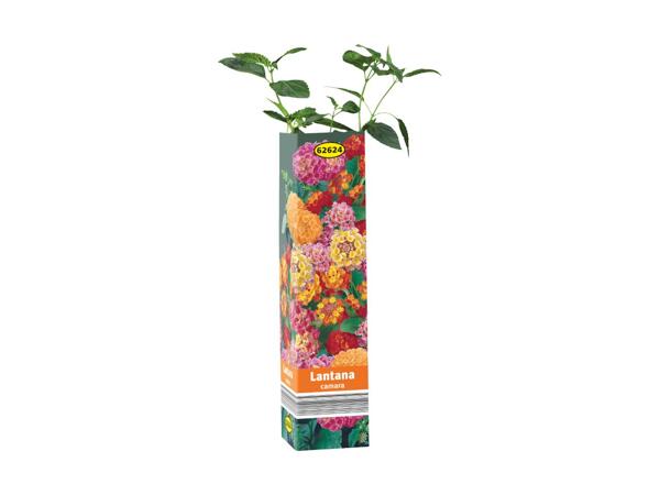 Summer Plant Selection