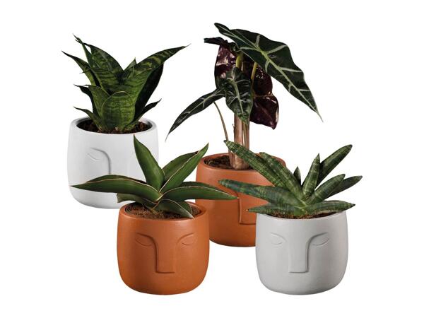 Green Plants