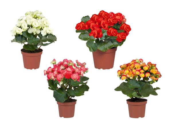 Bégonias