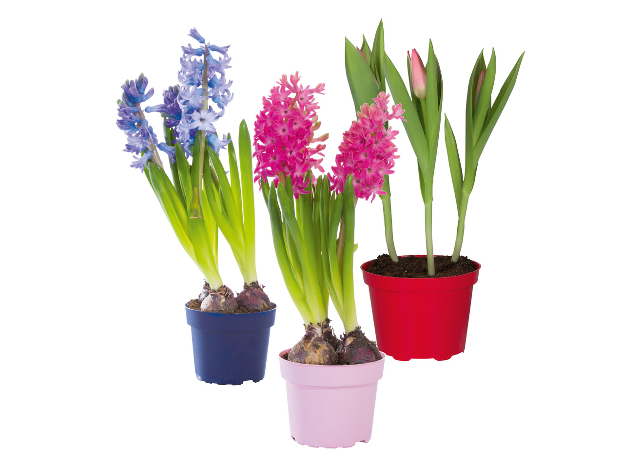 BLOMLÖKAR, MIX