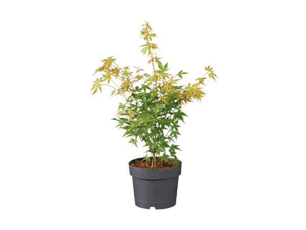Acer