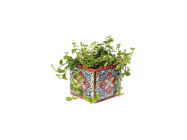 Green Plants