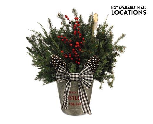 Holiday Patio Planter Assorted Varieties