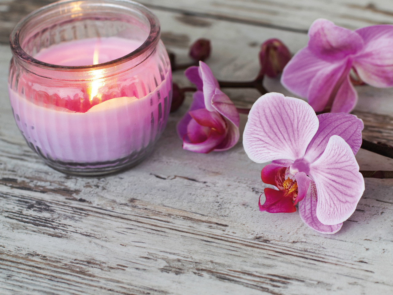 Phalaenopsis 2-Trieber