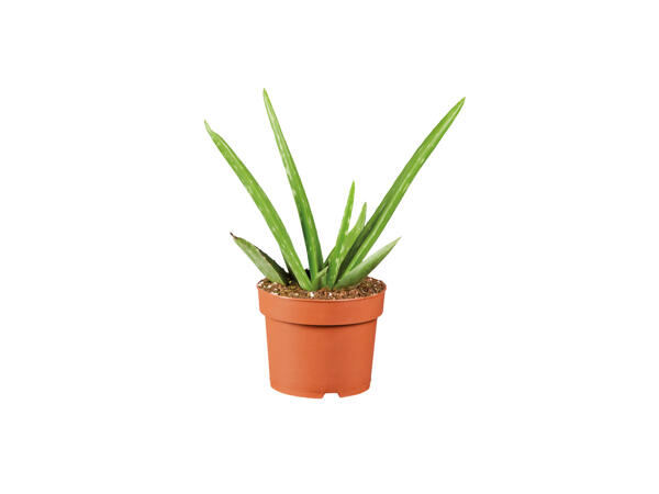 Aloe vera